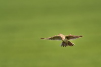 Skrivan polni - Alauda arvensis - Eurasian Sky Lark o2704